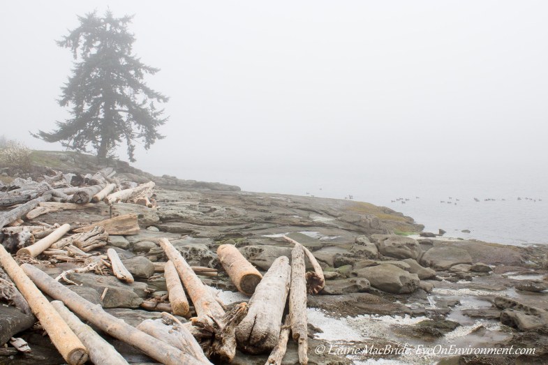 Beach with fog and drift logs.