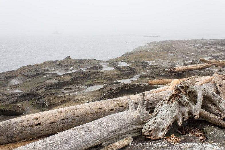 Driftwood on a sandstone beach, in the fog