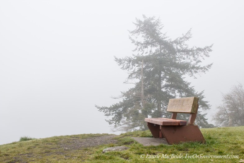 Park bench in the fog
