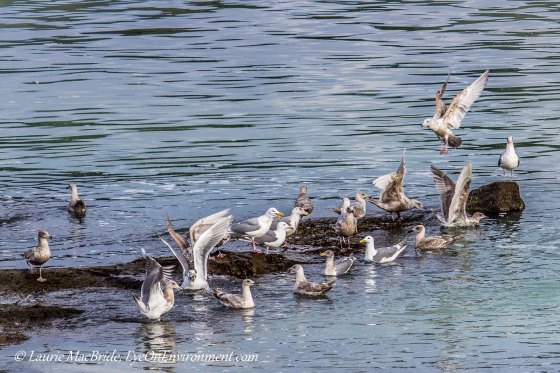 Seagulls feasting on herring