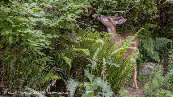Deer reaching up to eat oceanspray