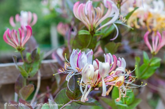 honeysuckle in bloom
