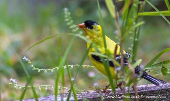 Goldfinch's Lunch