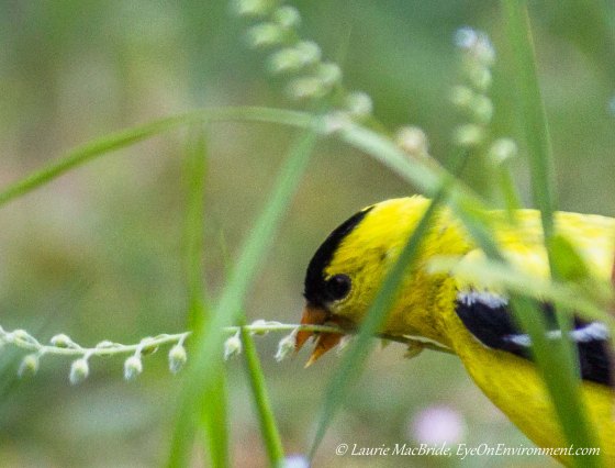 closeful of goldfinch eating forget-me-not seeds