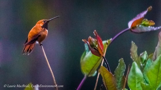 Male rufous hummingbird on honeysuckle