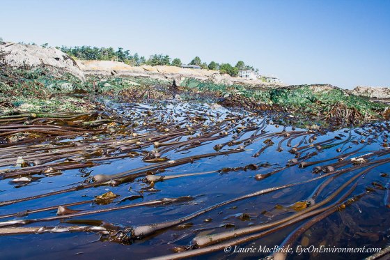 Bull kelp beds