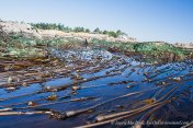 Bull kelp beds