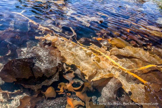 Kelp and seaweeds in intertidal zone