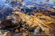 Kelp and seaweeds in intertidal zone