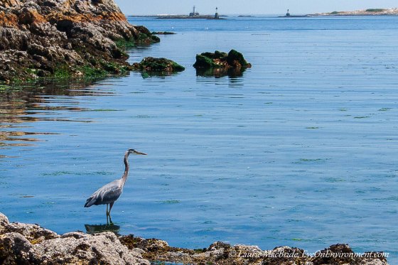 heron beside the water
