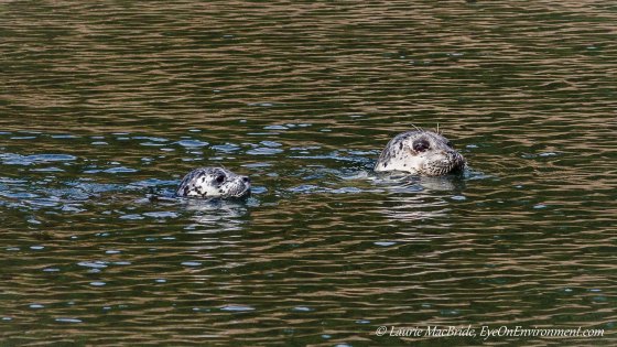 Seal pup swimming behind its mother
