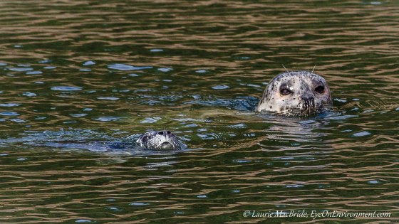 Seal pup learning to swim with its mother
