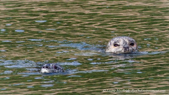 Young seal pup learning to swim with its mother