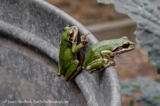 Two frogs on edge of barrel
