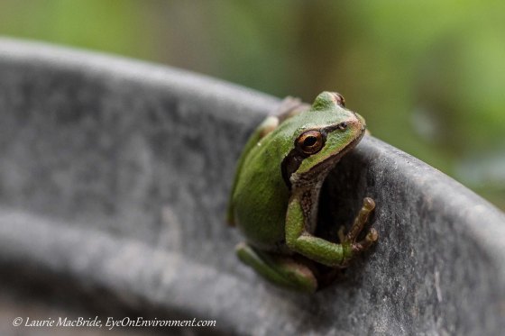 Pacific tree frog clinging to barrel