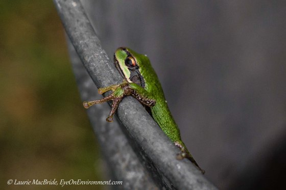 Frog with prominent toes on edge of barrel