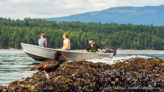 Oystercatcher on shore with a speedboat full of people rushing by