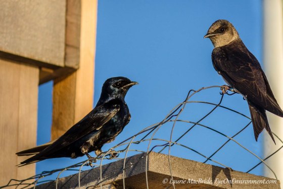 Purple Martin male and female at next box
