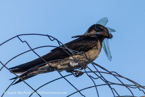 Young Purple Martin with dragonfly