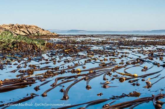 Thick kelp bed 