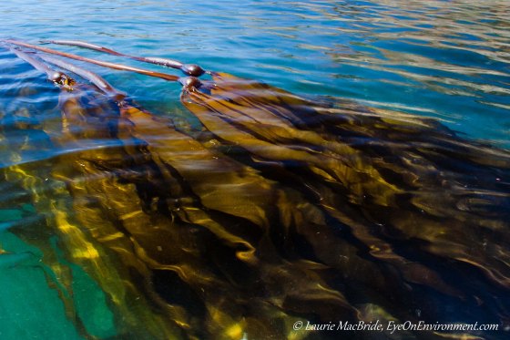 Long blades of kelp flowing in the current