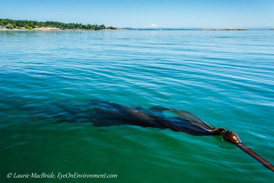Kelp fronds streaming out