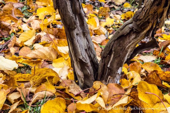 It's bright under the kiwi vines (click to enlarge).