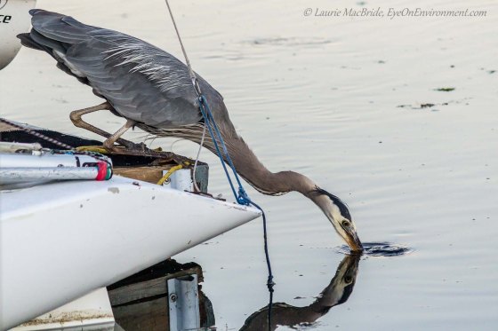 Heron fishing off a dock