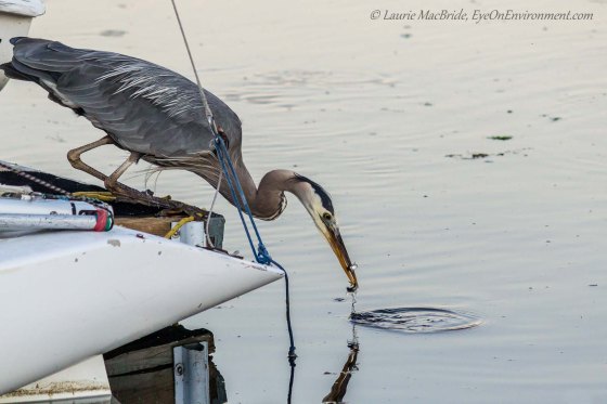 Heron lifting its head with two fish in its beack