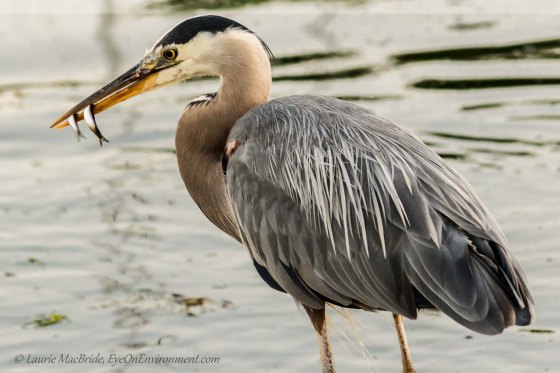 Heron with two fish in beak