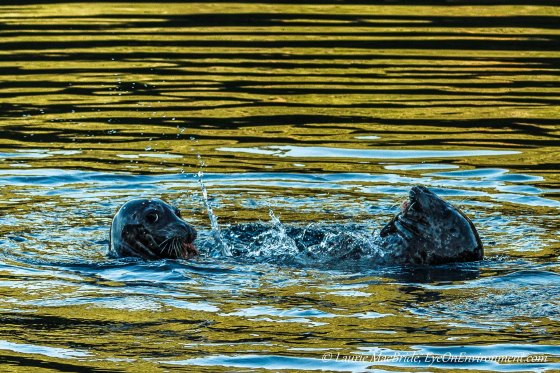Two seals sharing a salmon