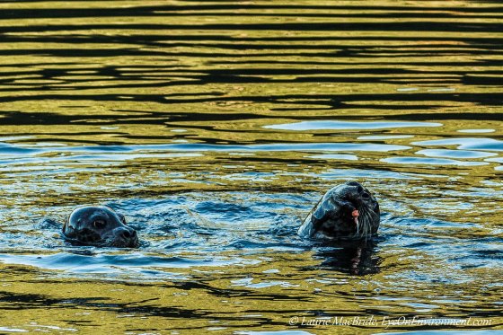 Two seals, one eating fish, the other watching