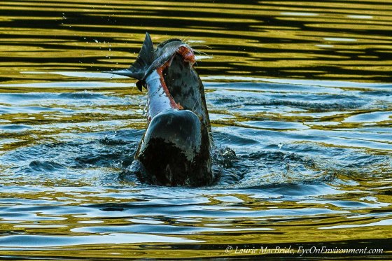 Two seals eating a salmon