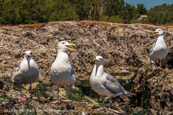 Gulls appearing to be laughing