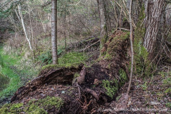 Moss covered nurse log in forest