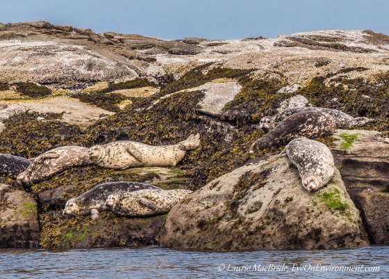 Harbour seals hauled out on a reef