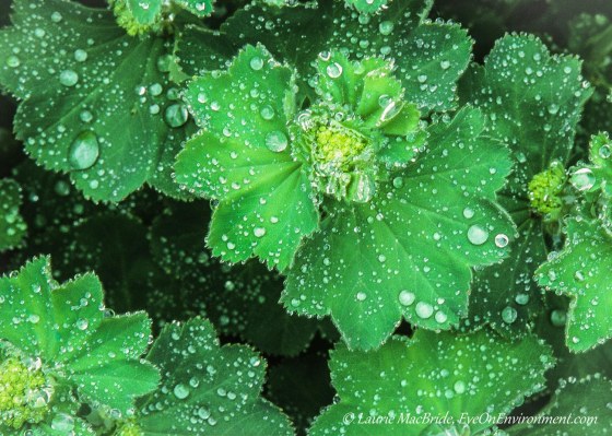 Raindrops on Lady's mantle plants.