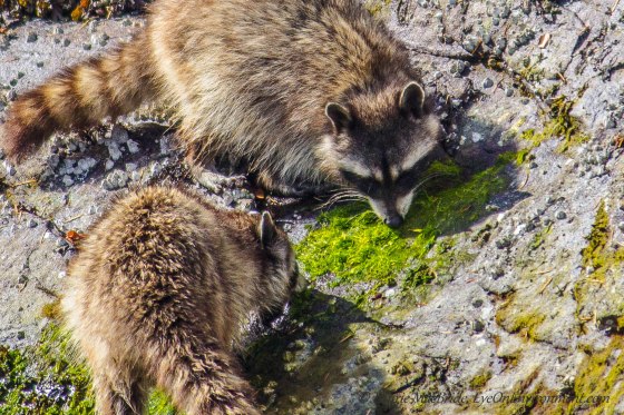 Raccoons appearing to eat seaweed