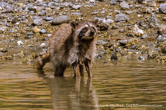 Raccoon standing in shallows, gazing upward