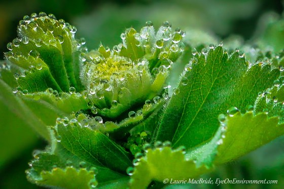 Raindrops along edges of leaves of plant
