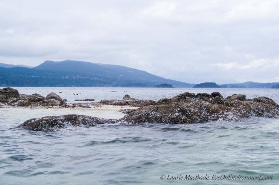 Reef just barely above water