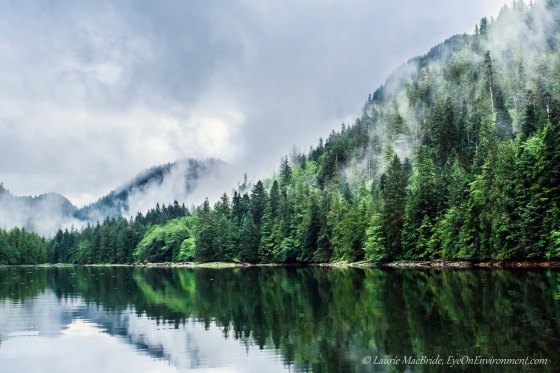 Shoreline reflections and misty forest
