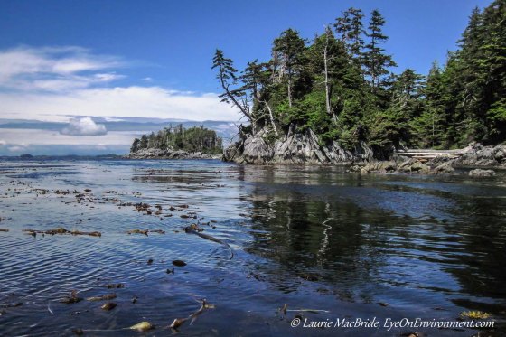 Islands and kelp beds