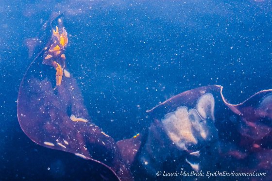 crab on a waving blade of kelp
