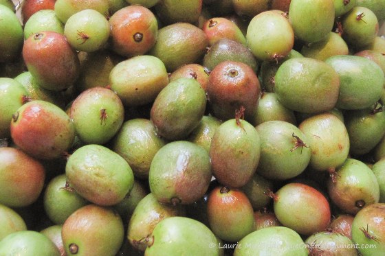 closeup of Hardy kiwis