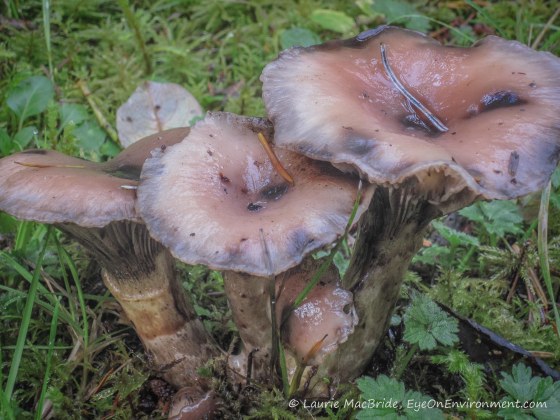 trio of large, wet mushrooms
