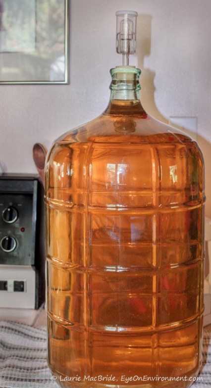 Clear wine in carboy