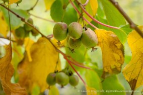 Ripe hardy kiwis on the vine