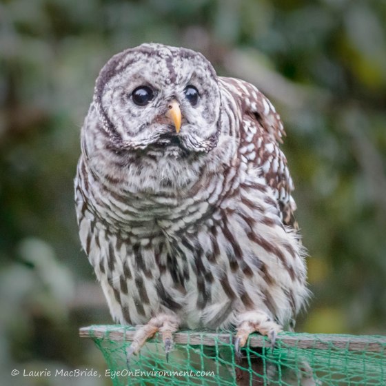 On top of the raspberry trellis (click to enlarge)