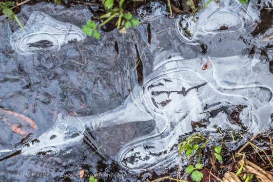 Animal-like shapes in the ice on a pond